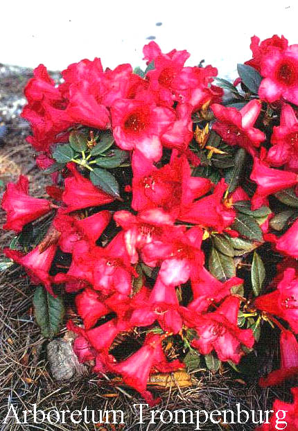 Rhododendron 'Better Half'