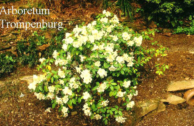 Rhododendron 'Bric a Brac'