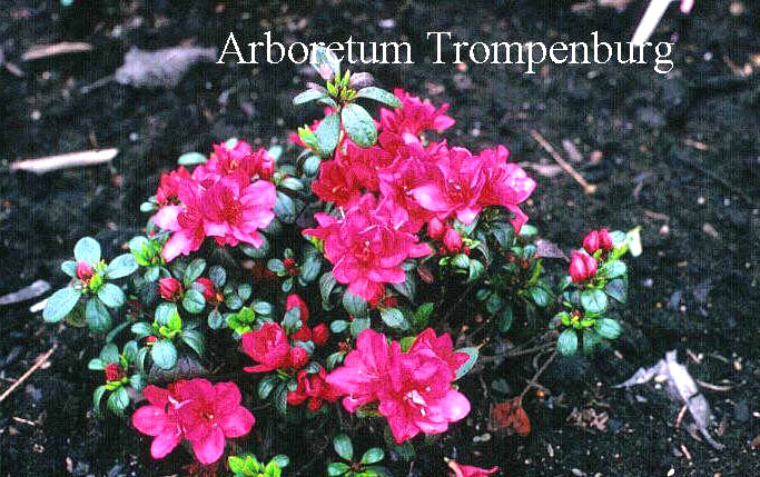 Azalea 'Canzonetta'