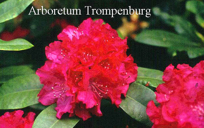 Rhododendron 'Caractacus'
