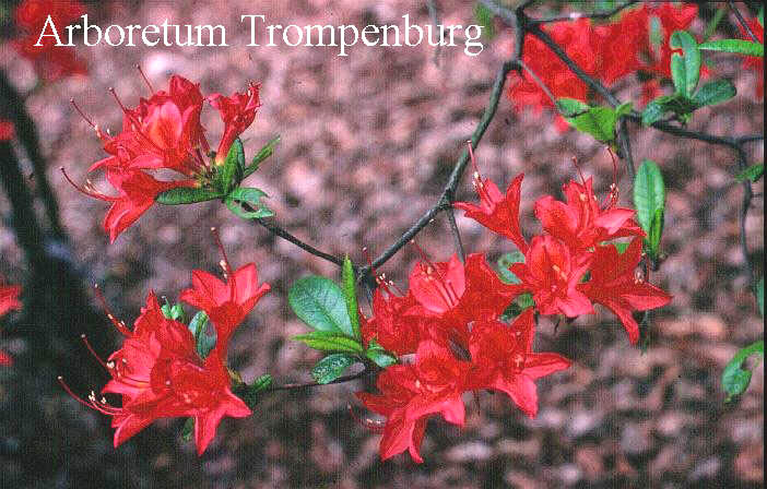 Azalea 'Carat'