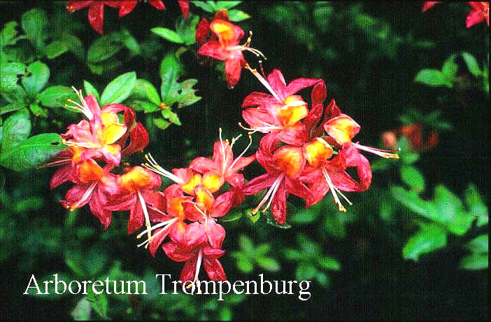 Rhododendron calendulaceum