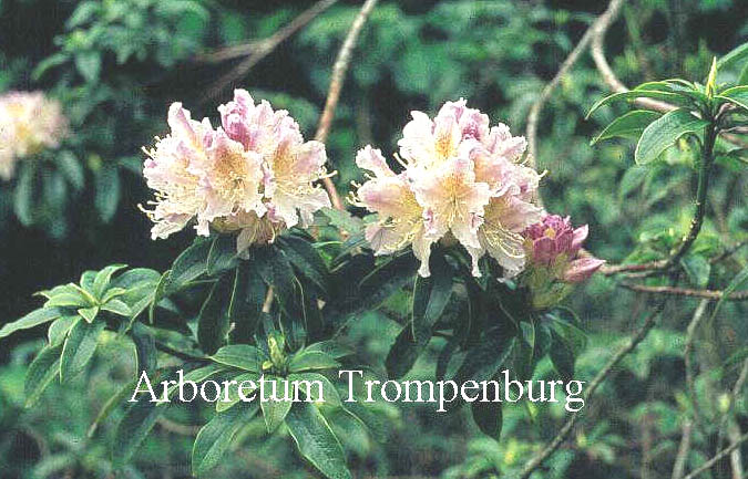 Rhododendron compactum (50719)