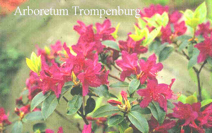 Rhododendron concinnum 'Tower Court'