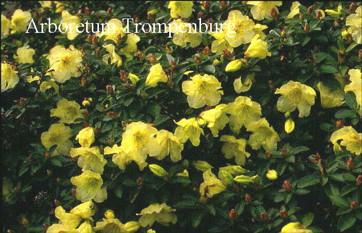 Rhododendron 'Curlew'