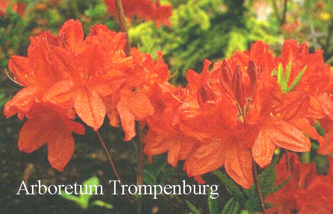 Azalea 'Dr. M. Oosthoek'