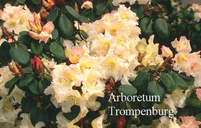 Rhododendron 'Elfenbein'