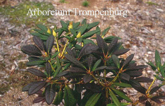 Rhododendron 'Elizabeth Red Foliage'