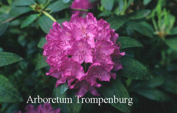 Rhododendron 'English Roseum'