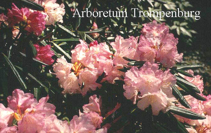 Rhododendron degronianum