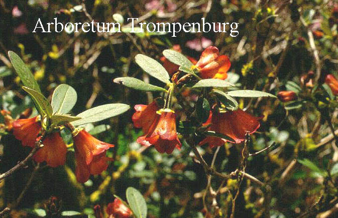 Plantentuin Esveld