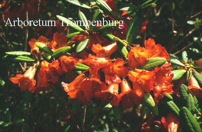 Rhododendron dichroanthum