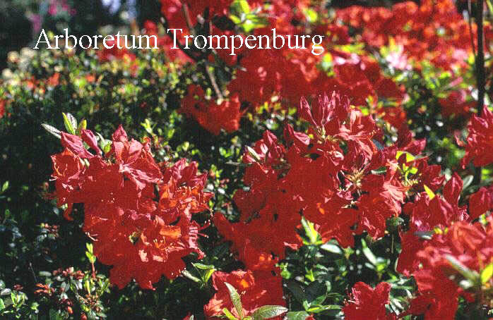 Azalea 'Feuerwerk'