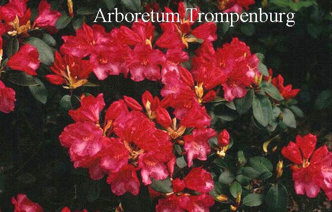 Rhododendron 'Gartendirektor Glocker'