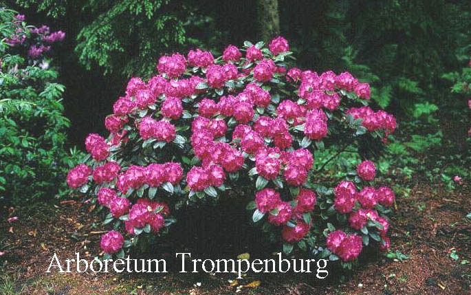 Rhododendron 'Germania'