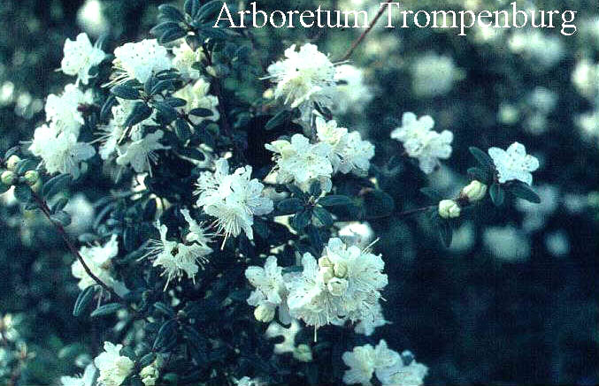 Rhododendron flavidum 'Albiflorum'