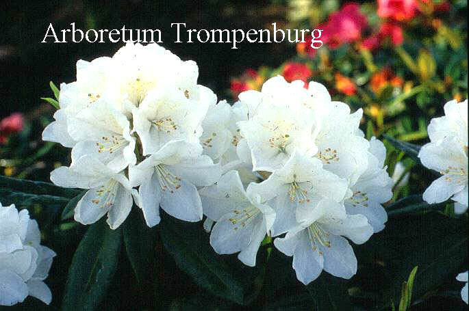 Rhododendron 'Helene Schiffner' (50834)