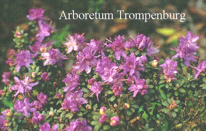 Rhododendron impeditum