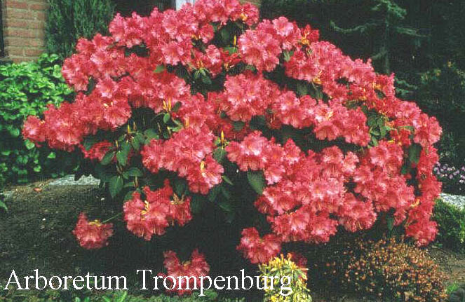 Rhododendron 'Karin' (50870)