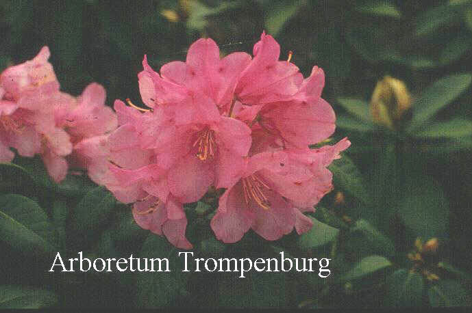Rhododendron 'Karl Foerster'