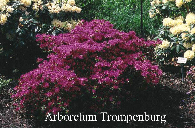 Azalea 'Kermesina'