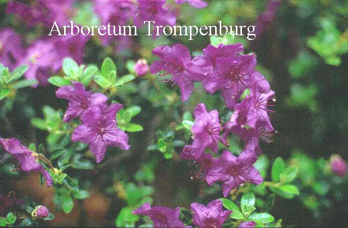 Rhododendron calostrotum keleticum