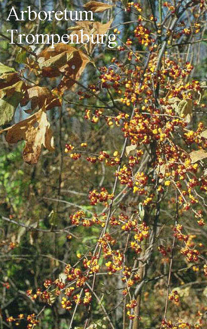 Celastrus scandens