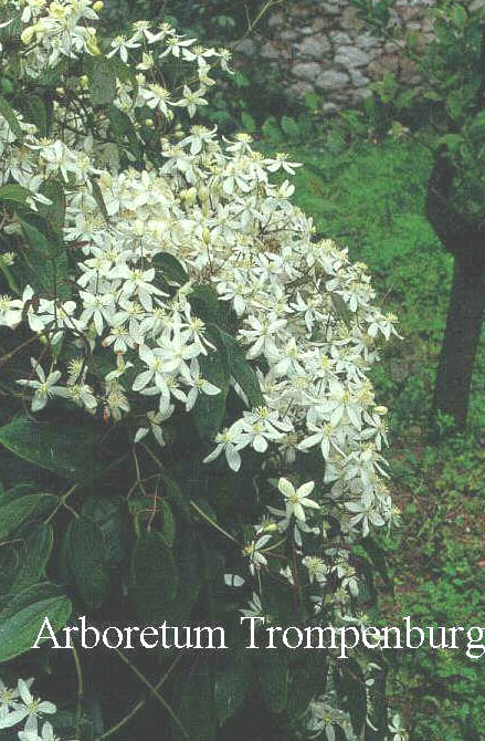 Clematis armandii