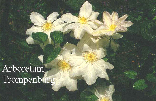 Clematis 'Mevrouw Le Coultre'