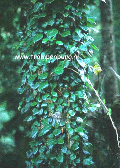 Hedera colchica