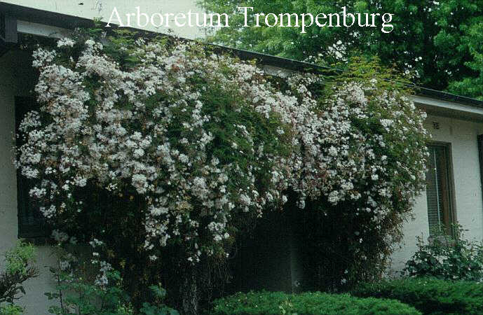 Jasminum polyanthum