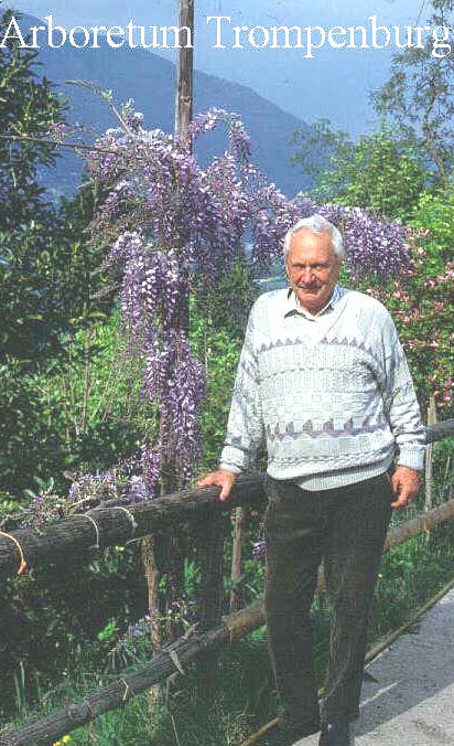 Wisteria sinensis 'Prolific'