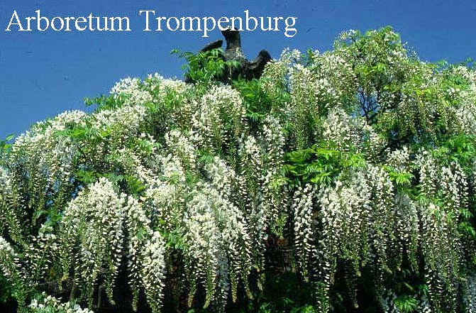 Wisteria venusta