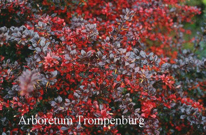 Berberis media 'Red Jewel'