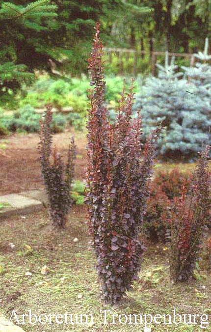 Berberis thunbergii 'Red Pillar'