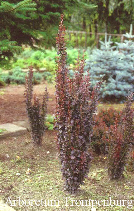 Berberis thunbergii 'Red Pillar'