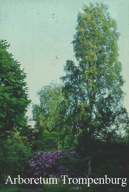 Betula pendula 'Fastigiata'