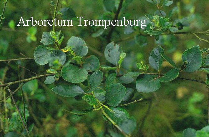 Plantentuin Esveld