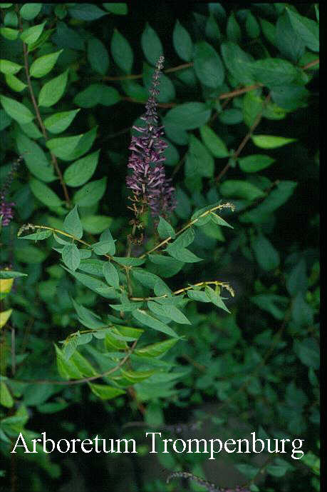 Buddleja lindleyana