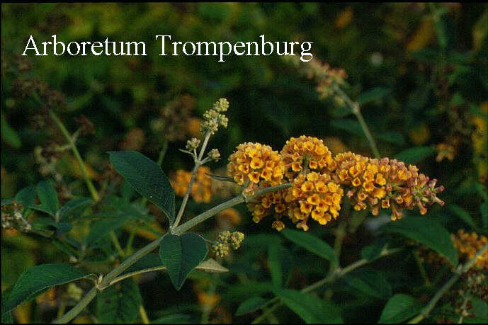 Buddleja weyeriana 'Sungold'