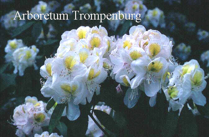 Rhododendron 'Mrs. J.G. Millais'