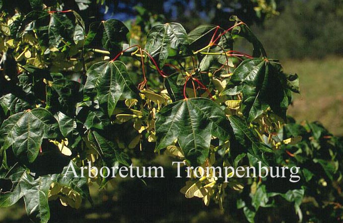 Acer campbellii ssp. wilsonii