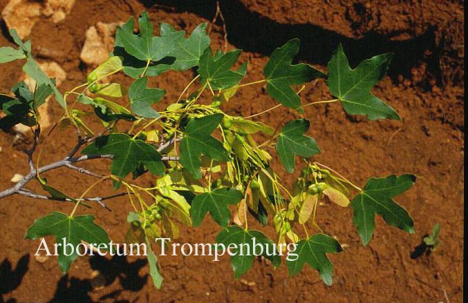 Acer hyrcanum ssp. sphaerocarpum