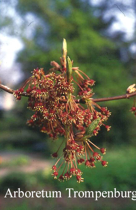 Acer sinopurpurascens