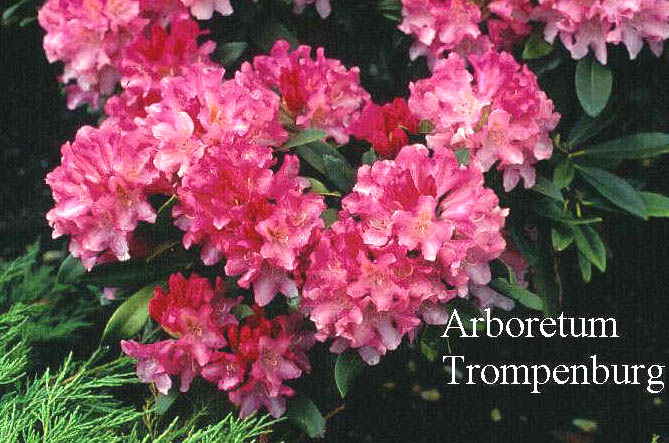 Rhododendron 'Pink Cherub'