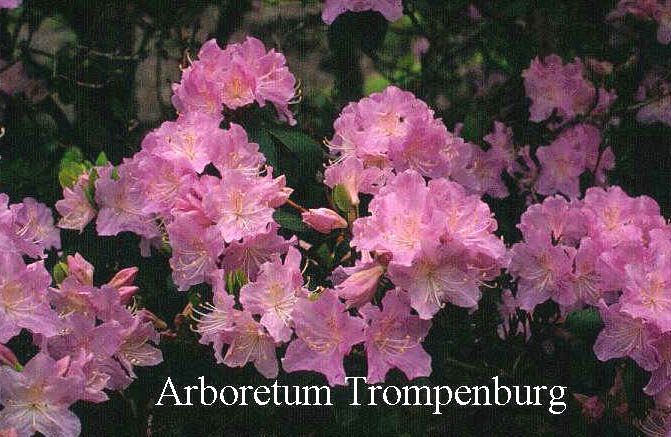 Rhododendron oreotrephes 'Exquisitum'