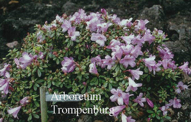 Rhododendron pemakoense