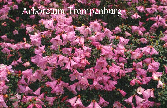 Rhododendron pemakoense