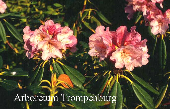 Rhododendron przewalskii (Trompenburg) (51063)