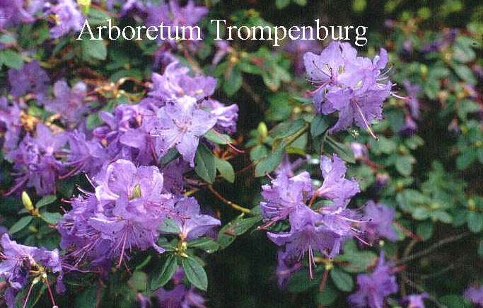 Rhododendron 'Sapphire'